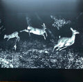 Wordcolour : The Trees Were Buzzing, And The Grass. (LP, Album, Ltd, Cle)